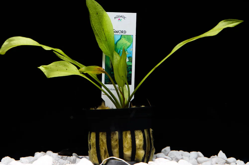 Asst Potted True Aquatic Sword - Emark Tropical Imports