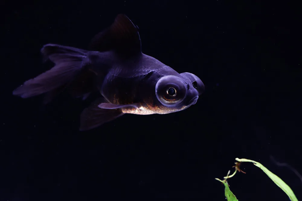 Black Telescope Goldfish - Sun Pet