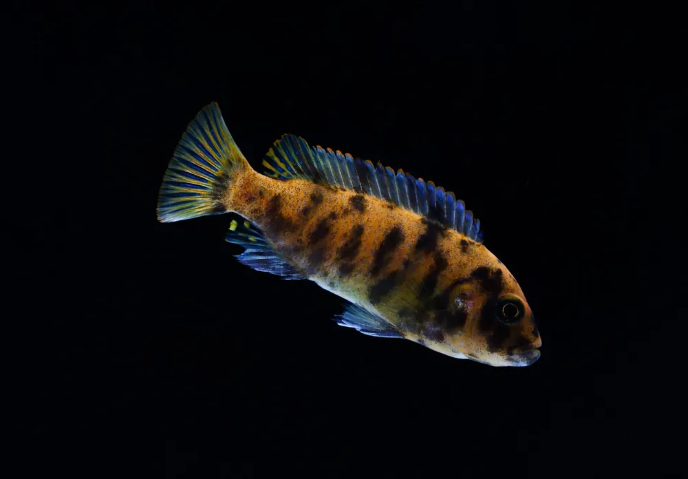 Mozambique OB Cichlid - Rick