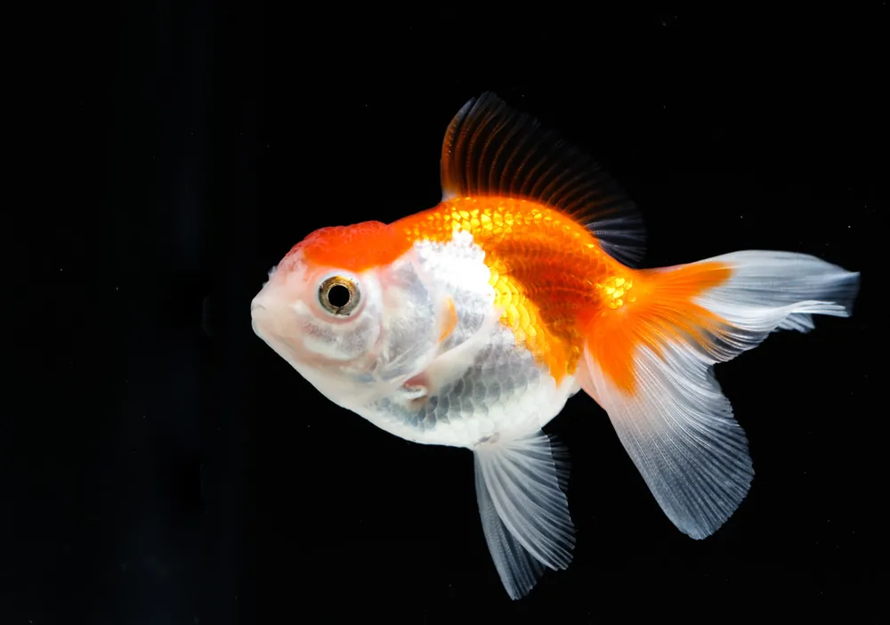 Mix Goldfish - Quality Gold