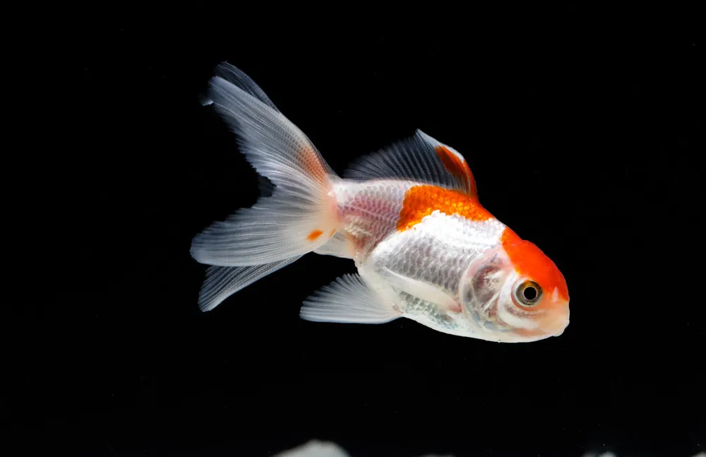Red And White Oranda Goldfish - Rick