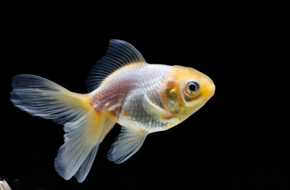 White Oranda Goldfish - Rick