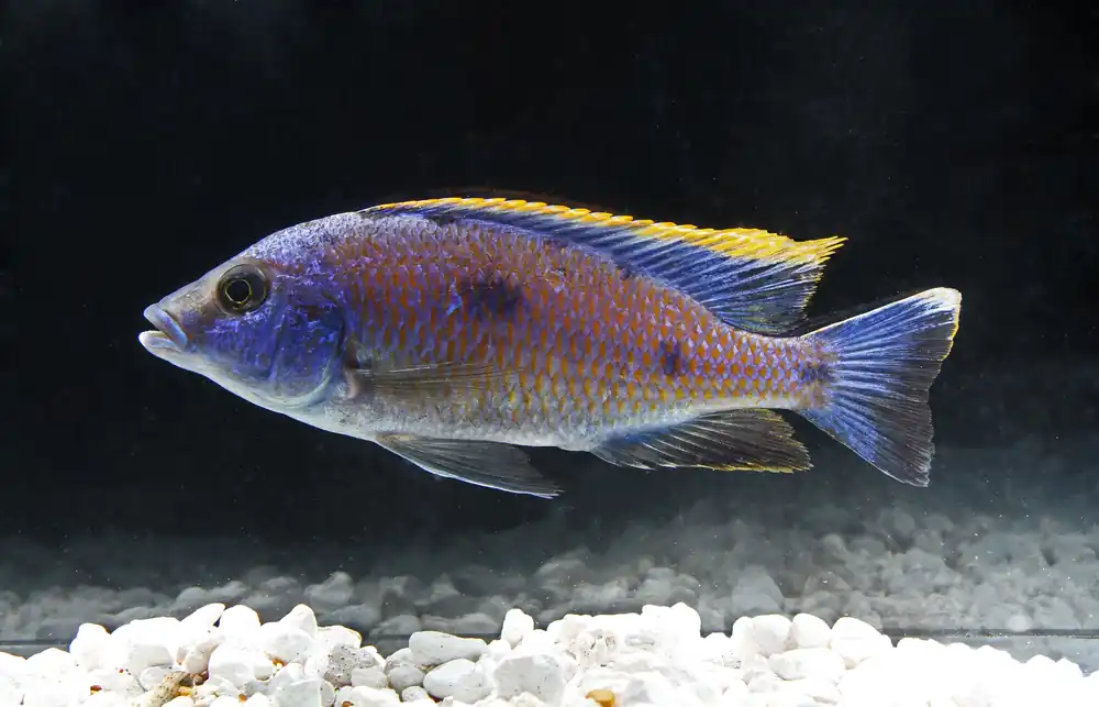 Red Top Aristochromis Male Large Cichlid - Rick