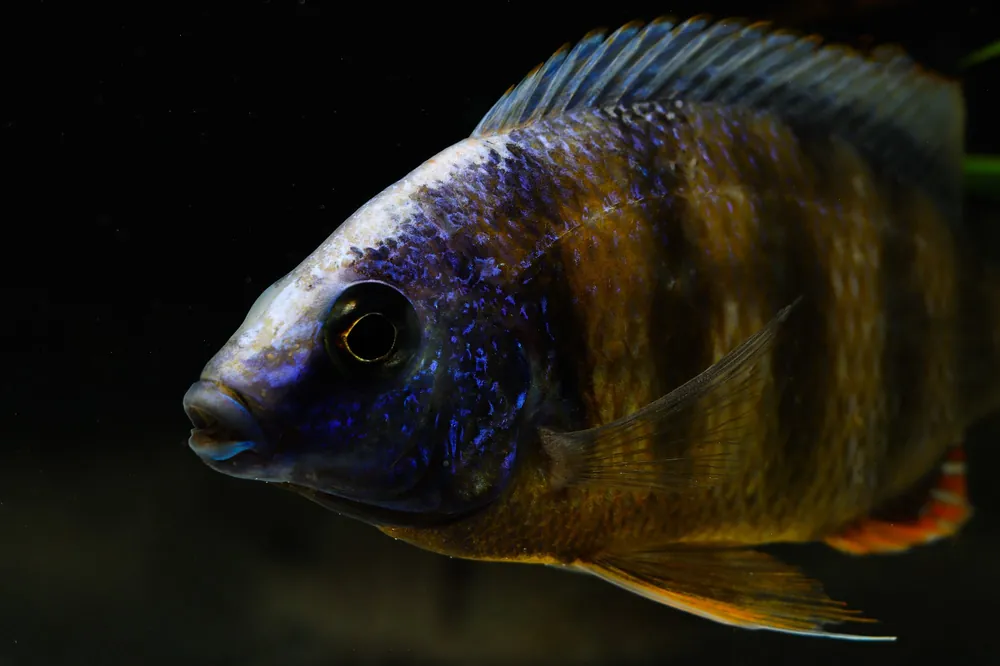 Stevensi Taiwan Cichlid Male Large - Florida Exotic
