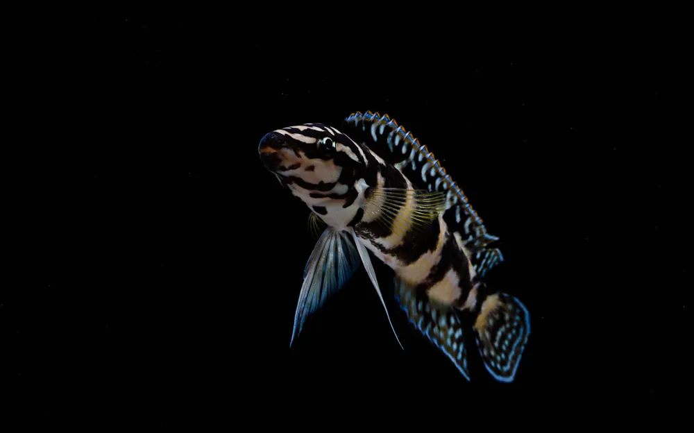 Gombi Transrciptus Cichlid Small - Rick