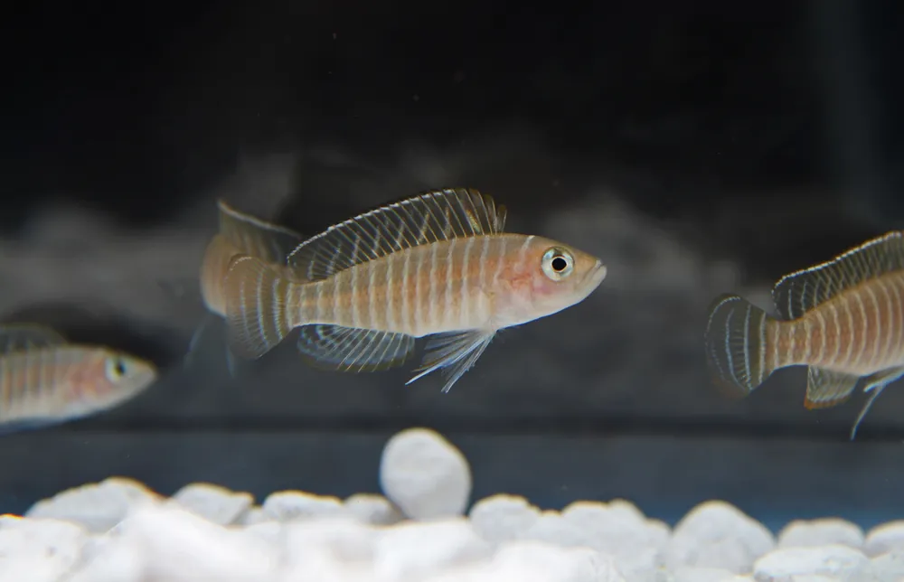 Similis Cichlid - Rick