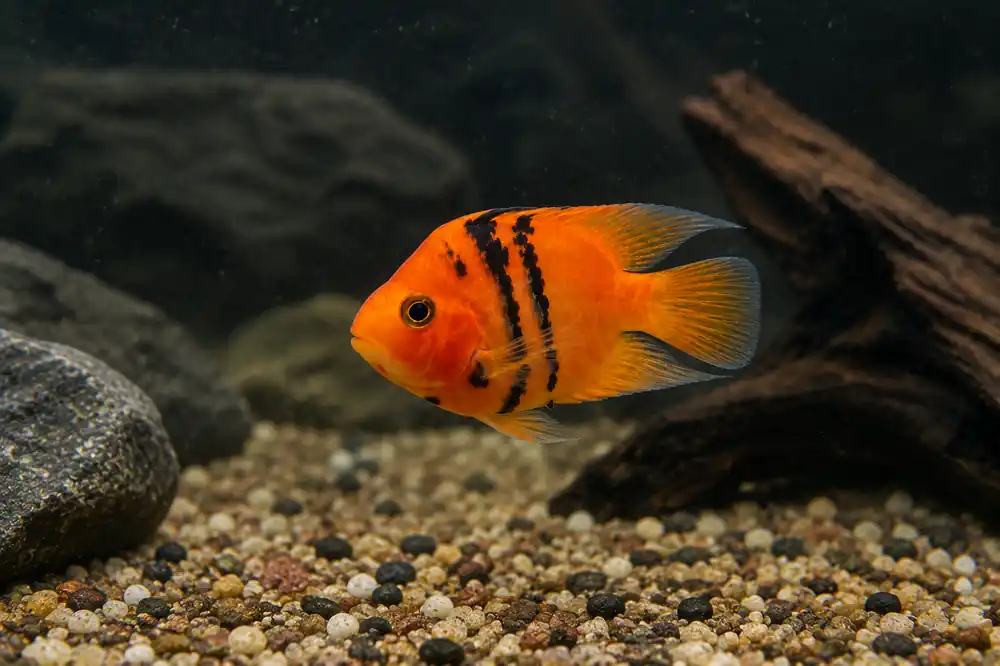 Tiger Parrot Cichlid - Predatory Fins