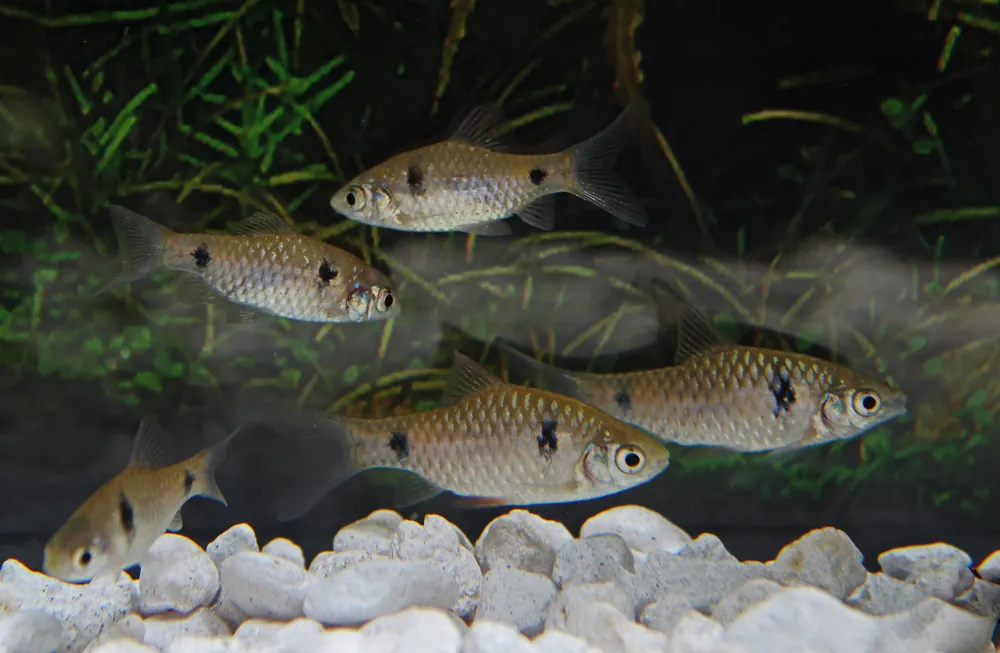 Odessa Barb - 5D Tropical