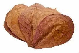 Catappa Leaf - Natural Environment Aquatix