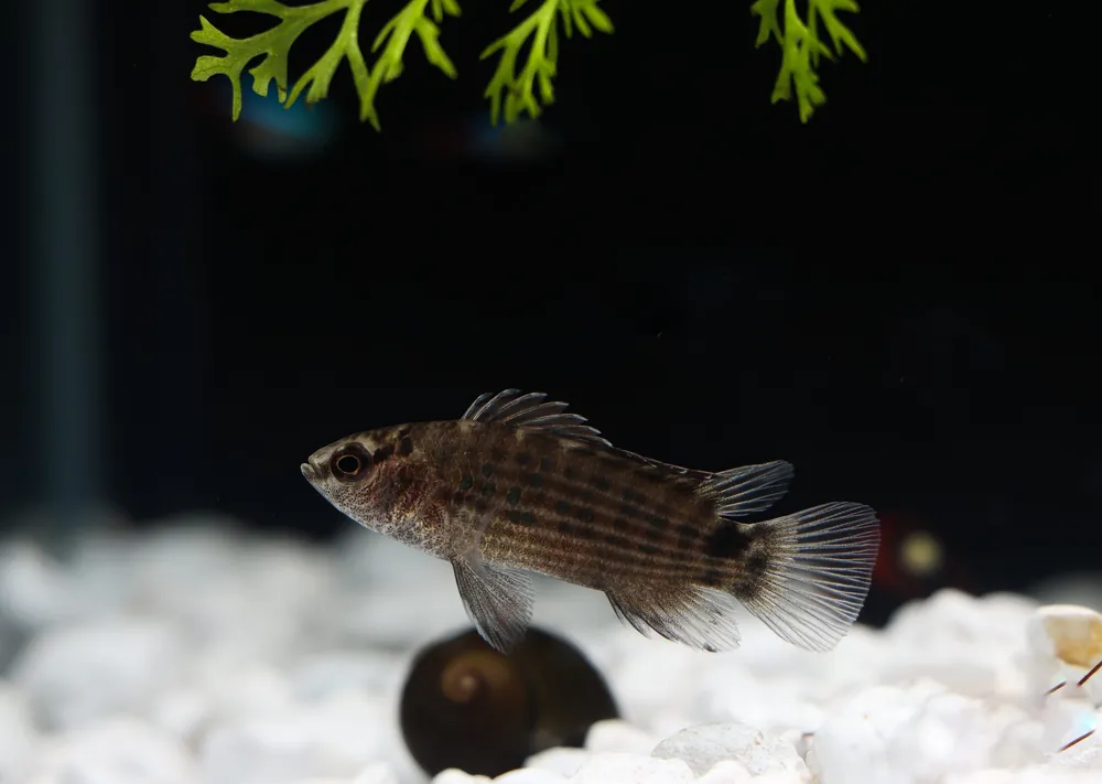 Black Tiger Danio - Cichlid Exchange