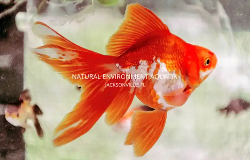 Asst Ryukin Goldfish - Sun Pet