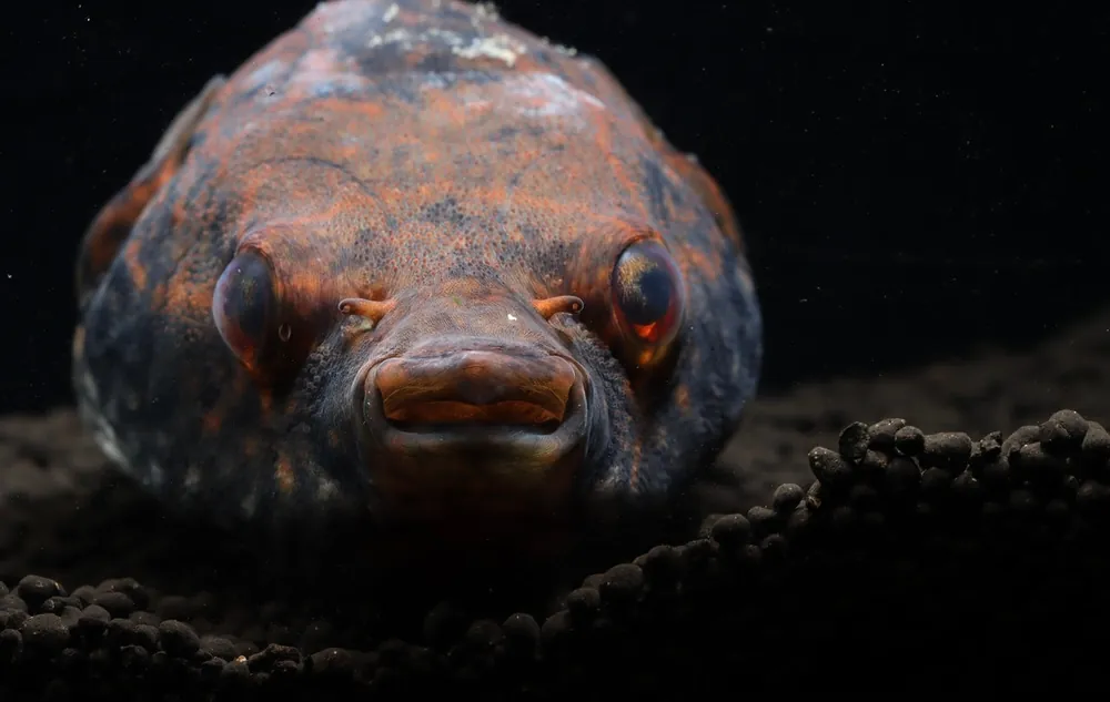 Humpback Dragon Puffer Fish - Cichlid Exchange