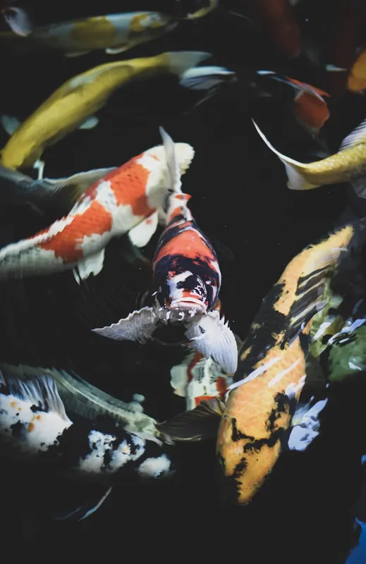Large Koi Fish - Carolina Aquatics