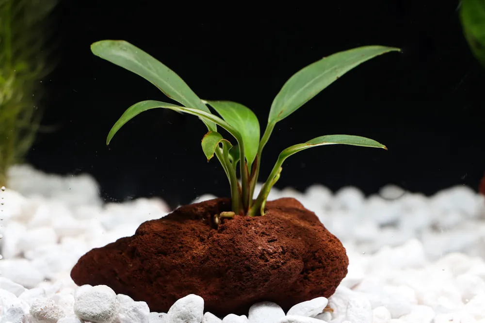 Anubias On Lava Stone - Emark Tropical Imports