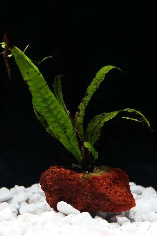 Java Fern On Lava Rock - 5D Tropical