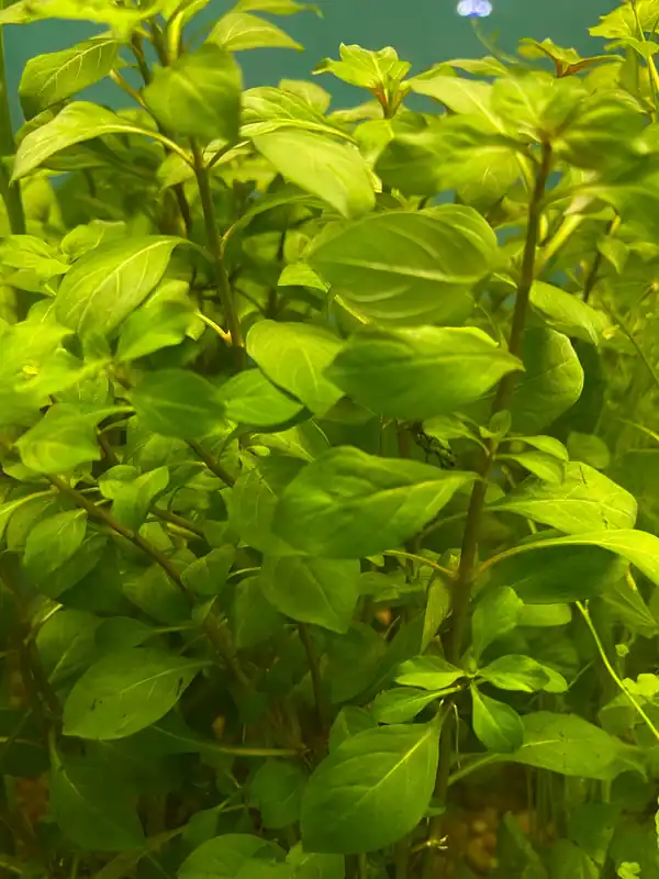 Ludwigia Aquatic Plant - 5D Tropical