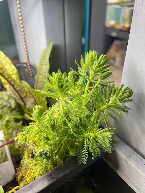 Parrot Feather Plant - Emark Tropical Imports