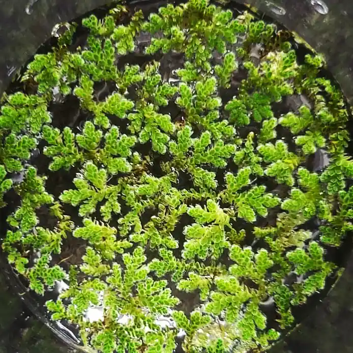 Azolla Floating Aquatic Plant - 5D Tropical