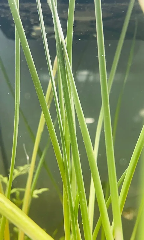 Dwarf Onion Plant - 5D Tropical