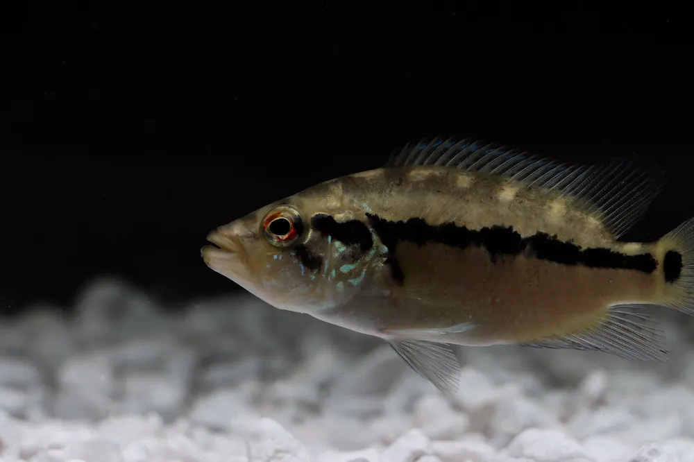 Wolf Cichlid (Parachromis dovii) - Sun Pet