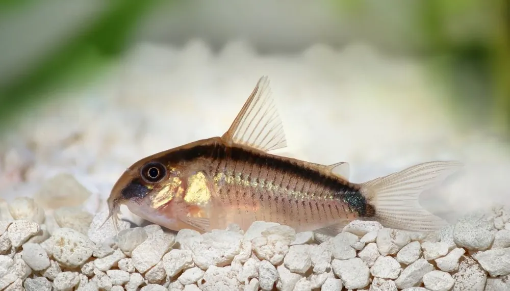 Skunk Corydoras Catfish - Cichlid Exchange
