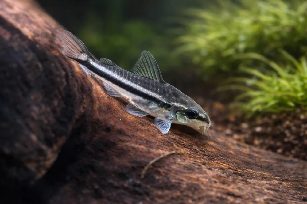 Pygmy Corydoras Catfish - Emark Tropical Imports