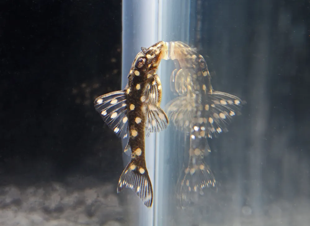 Orinoco Angel/Snowball Plecostomus L201 - Cichlid Exchange