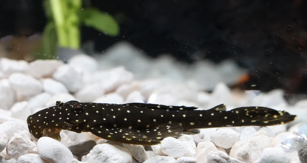Flat Flyer Plecostomus L 235 - Cichlid Exchange