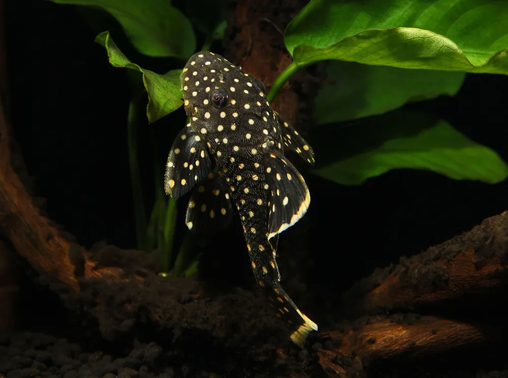 Gold Nugget Plecostomus L177 - Cichlid Exchange
