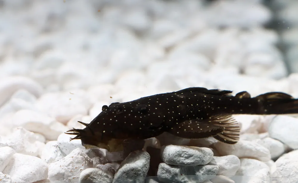 Spotted Medusa Plecostomus L 255 - Cichlid Exchange