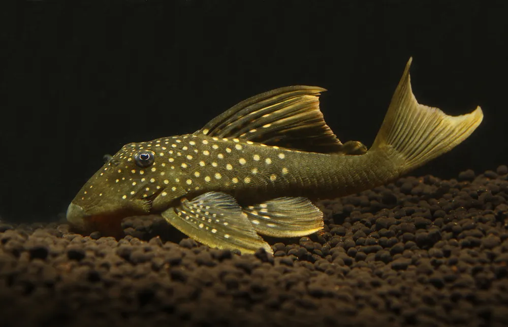 Hi Fin Green Phantom L 200 Plecostomus - Cichlid Exchange
