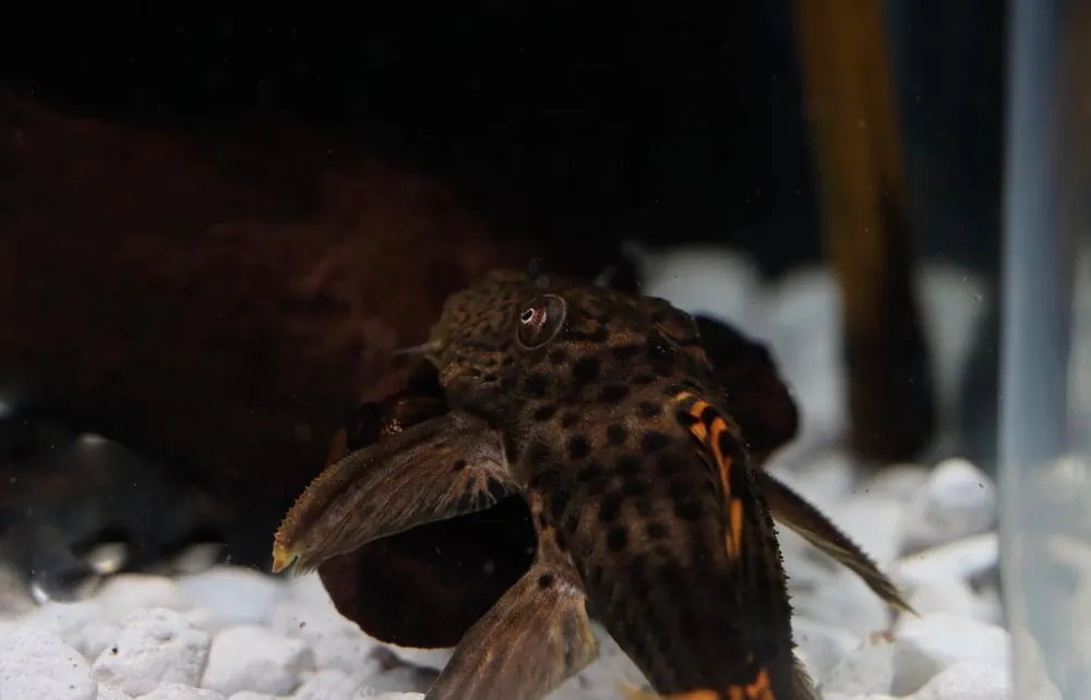 Red Fin Black Spot Plecostomus L091 - Cichlid Exchange