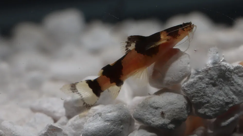 Bumble Bee Catfish - Cichlid Exchange