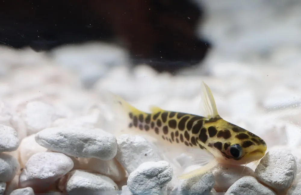 Honeycomb/Oil Catfish - Cichlid Exchange