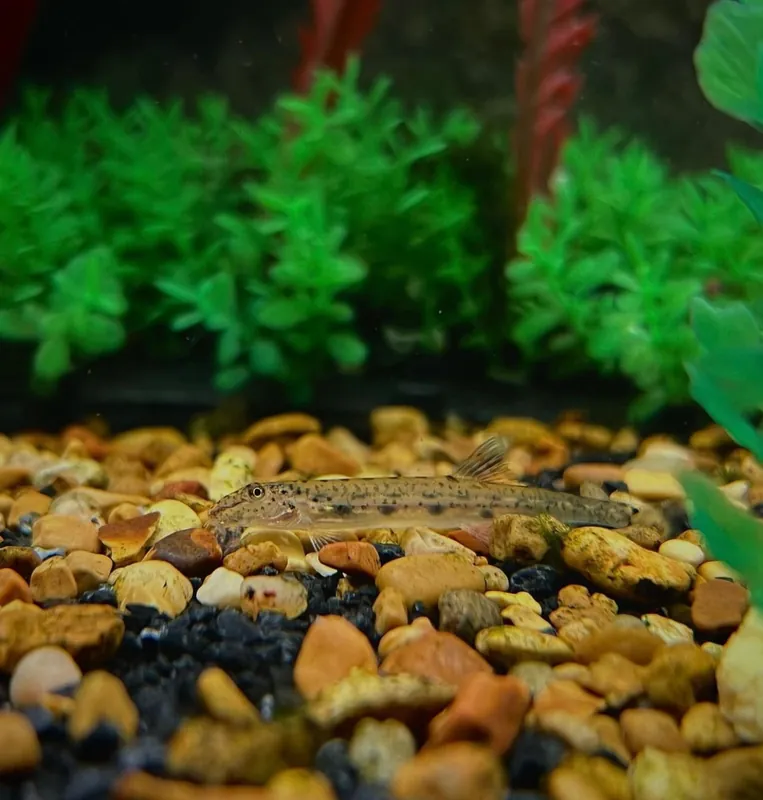 Horseface Loach - Cichlid Exchange