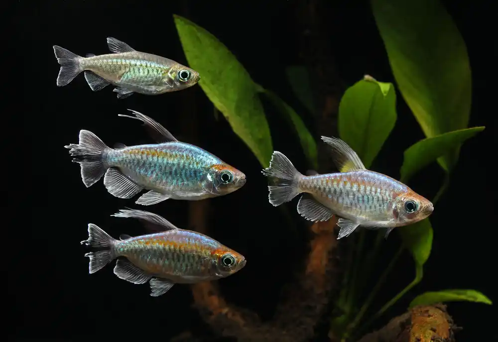 Congo Tetra - Cichlid Exchange
