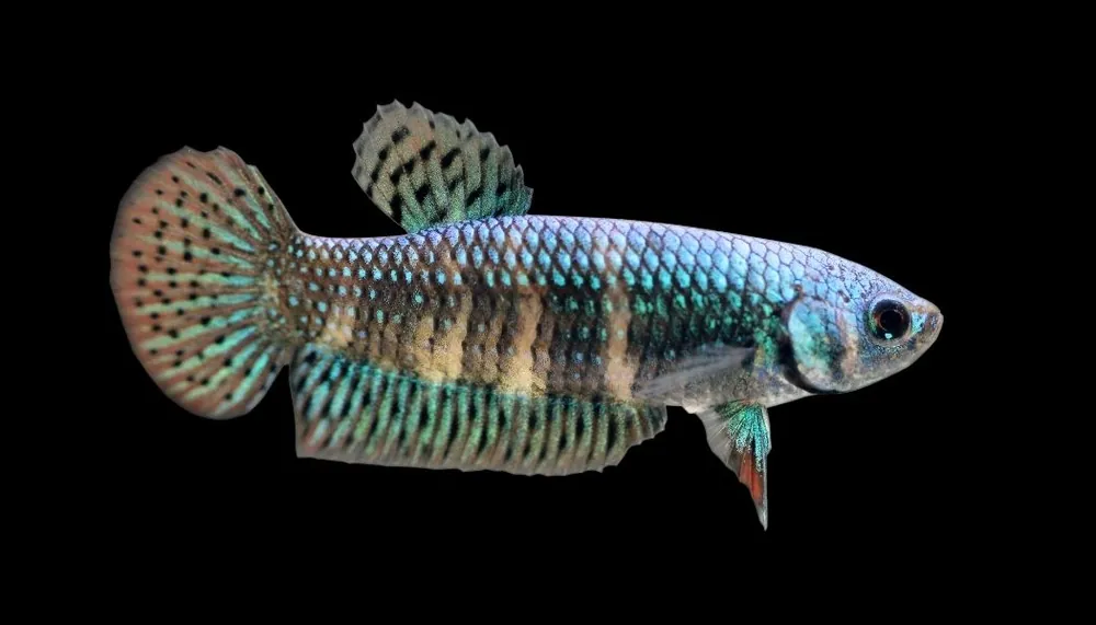 Plakat Alien Male Betta Fish - Cichlid Exchange