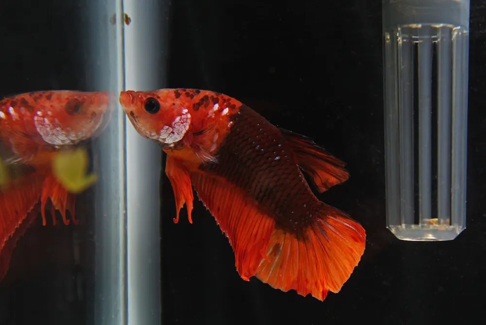 Plakat Fancy Dragon Male Betta Fish - Cichlid Exchange