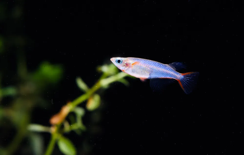 Sulawesi Cardinal Lampeye - Cichlid Exchange