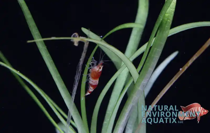 Red Crystal Shrimp - Cichlid Exchange