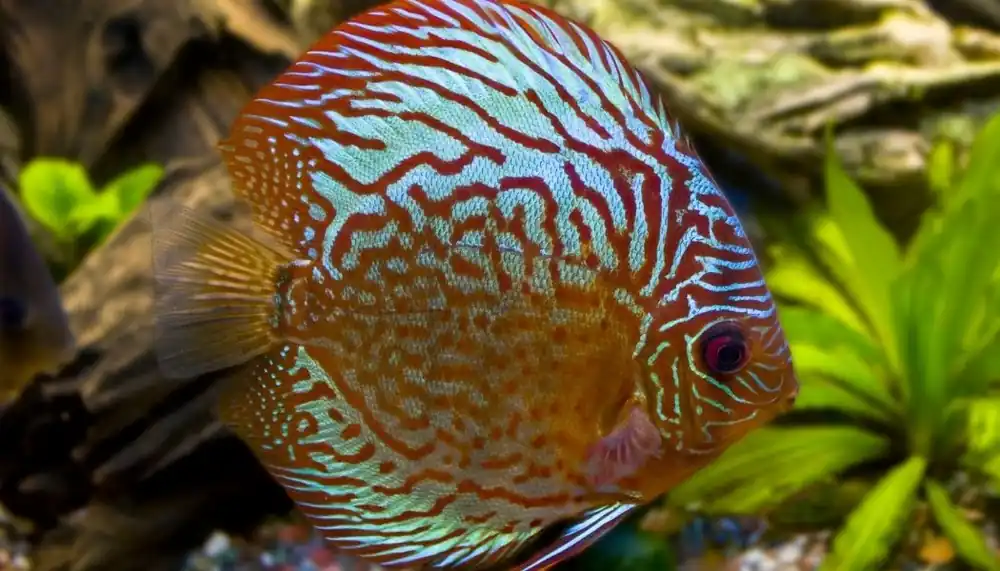 Blue Turquoise Discus - Cichlid Exchange