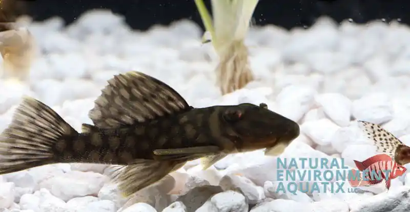 Honeycomb Pleco - Natural Environment Aquatix