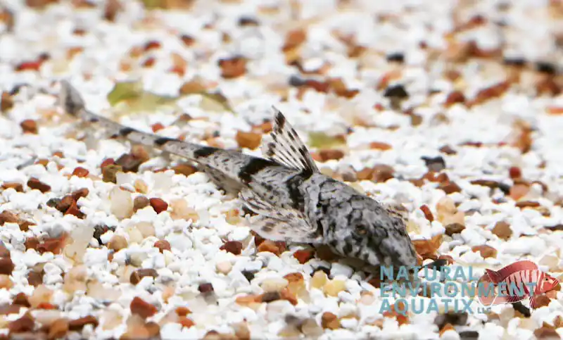 Common Whiptail Catfish - Emark Tropical Imports