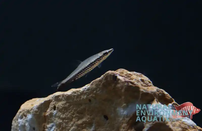 Diptail Pencilfish - Natural Environment Aquatix