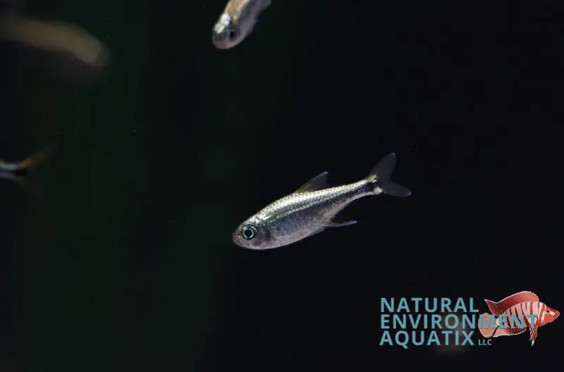 Gold Tetra - 5D Tropical