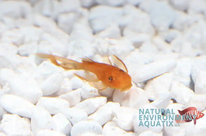 Super Red Long Fin Ancistrus Pleco - Natural Environment Aquatix
