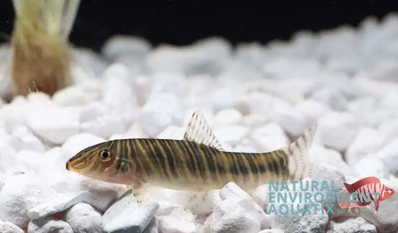 Striata Botia - Emark Tropical Imports