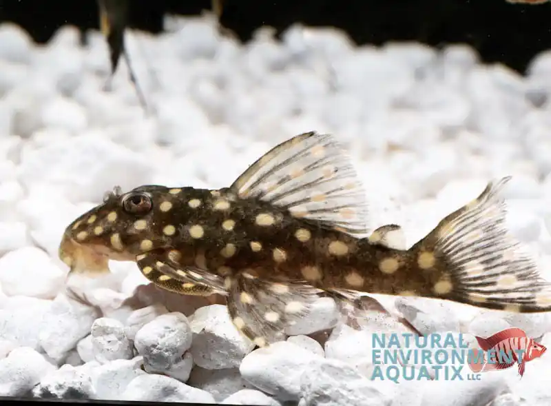 Snow ball Plecostomus L142 - Emark Tropical Imports