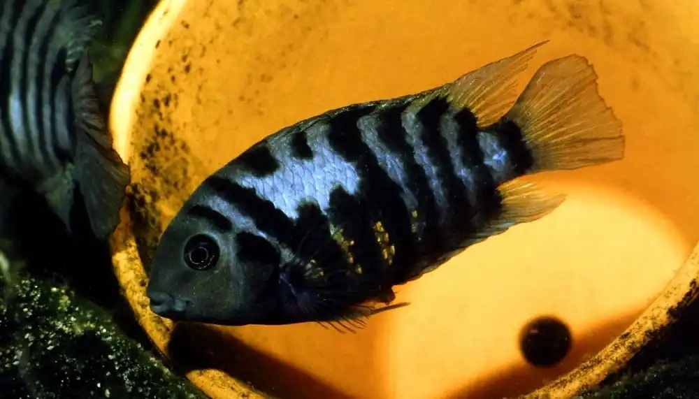 Assorted Convict Cichlid - Sun Pet
