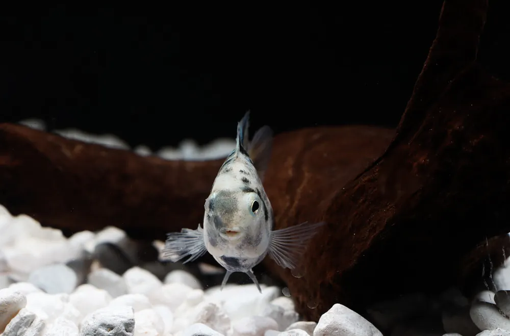 Marbled Kune Parrot Convict Cichlid - Sun Pet
